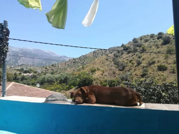 Athena, Pitbull Con Pedigree | Foto 0