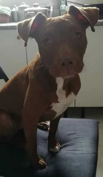 Athena, Pitbull Con Pedigree