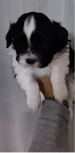 bellissimo cucciolo shitzu | Foto 0