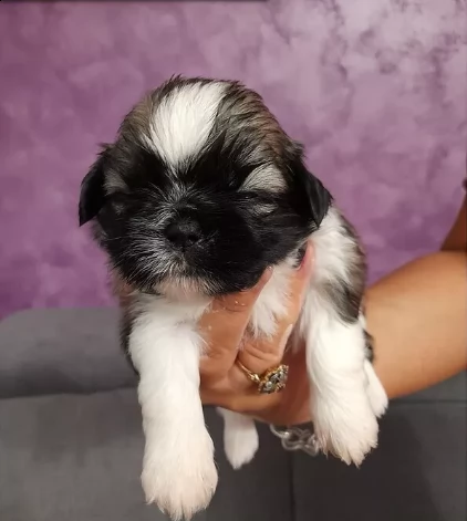 bellissimo cucciolo shitzu