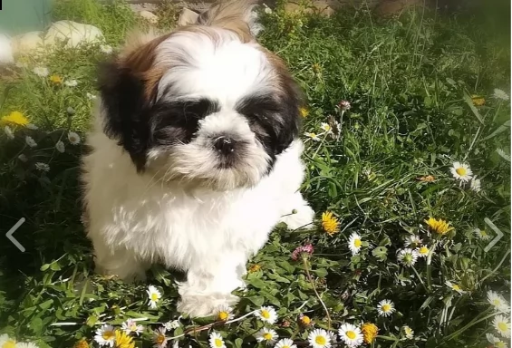bellissima cucciola shitzu di 2 mesi | Foto 1