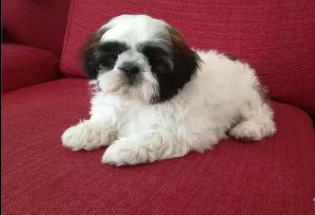 bellissima cucciola shitzu di 2 mesi | Foto 0