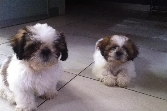 cuccioli di shitzu | Foto 1