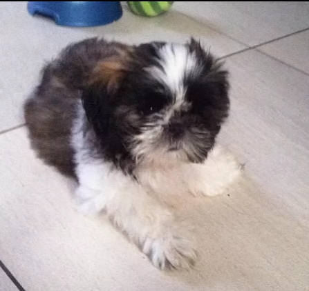 cuccioli di shitzu | Foto 0