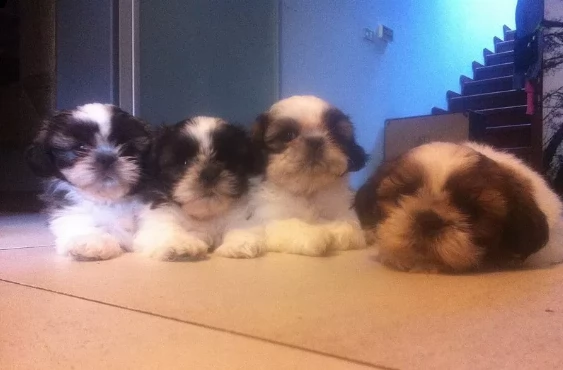 cuccioli di shitzu