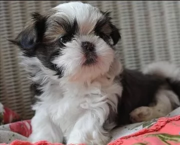 shih tzu cucciolo | Foto 1