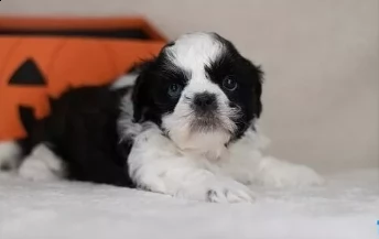 shih tzu cucciolo | Foto 0