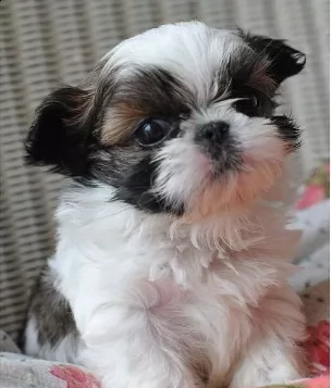 shih tzu cucciolo