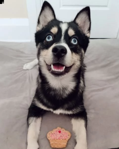 regalo cuccioli di razza siberiano husky consegna con il libretto sanitario,  il michrochip, vaccina