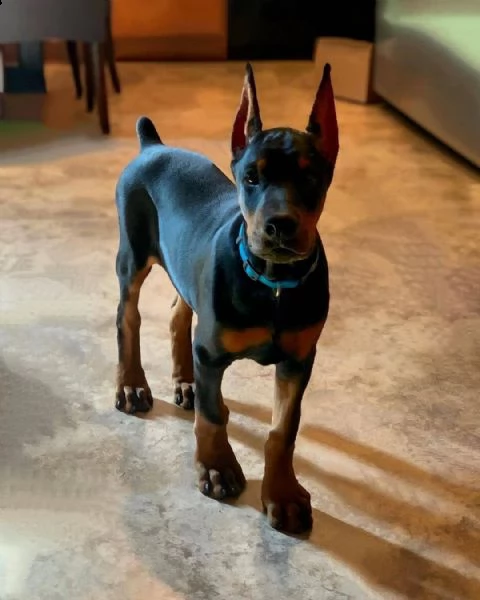 simpatici cuccioli di labrador maschi e femmine regalo  grazioso labrador, maschio e femmina, svermi