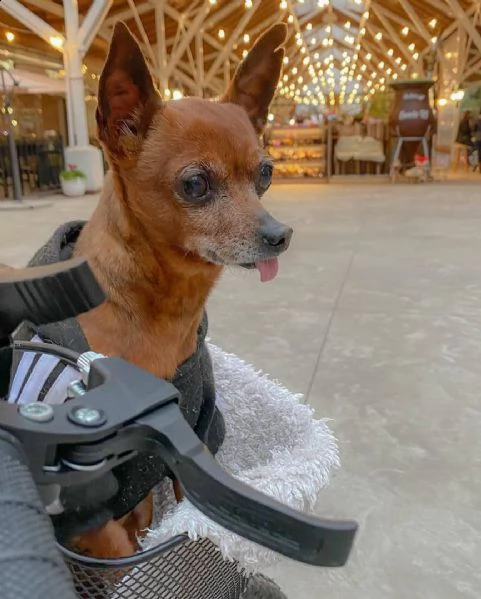 regalo cuccioli di pinscher  di 90 giorni nata e svezzata in ambiente familiare. viene munita di doc