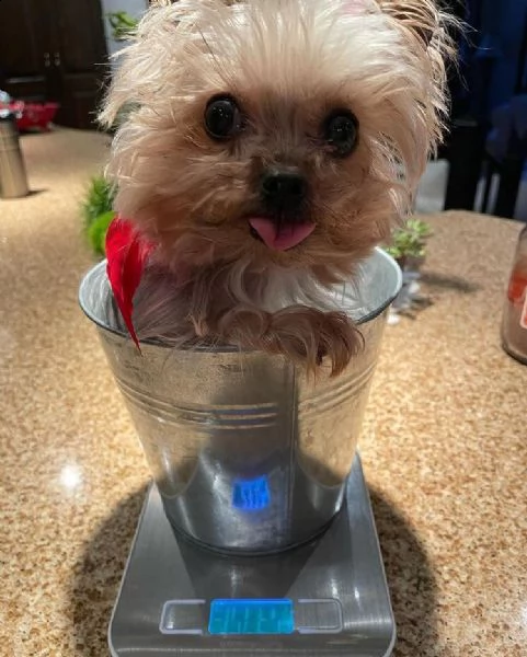 regalo cucciolo regalo abbiamo avere amorevole yorkie cuccioli per l'adozione abbiamo avere yorkie a