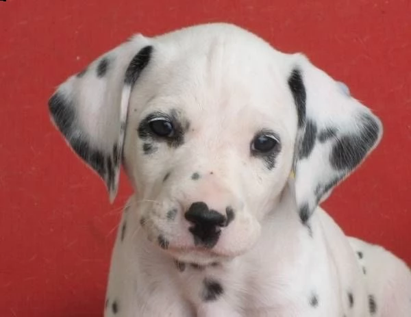 regalo dalmata | Foto 1