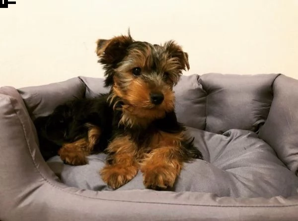 regalo cucciolo regalo abbiamo avere amorevole yorkie cuccioli per l'adozione abbiamo avere yorkie a