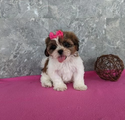  regalo cuccioli di shitzu .