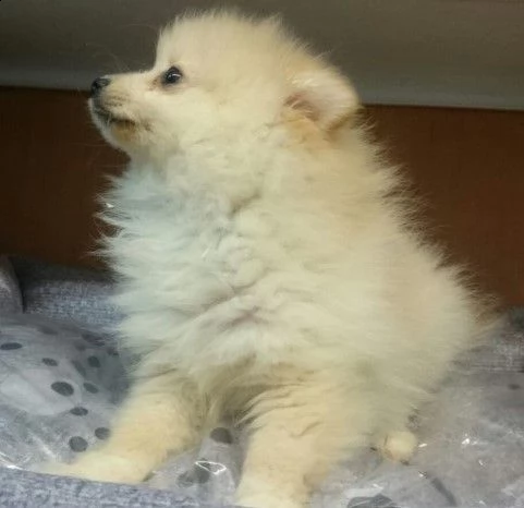 bellissimi cuccioli di pomerania