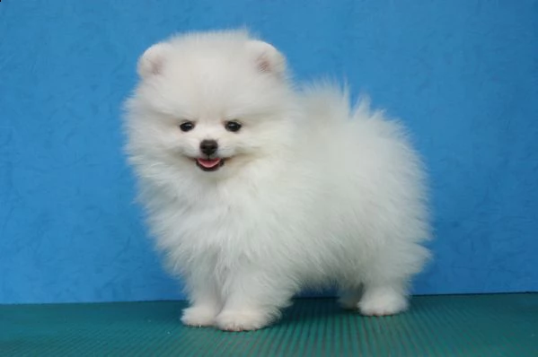 bellissimi cuccioli di pomerania | Foto 1