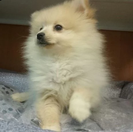 bellissimi cuccioli di pomerania | Foto 0
