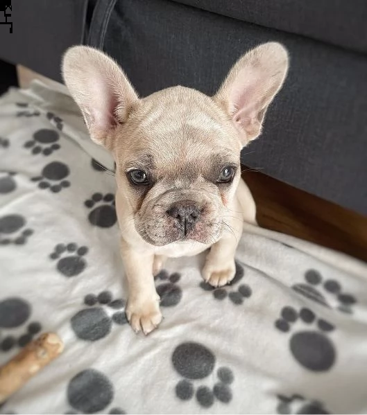 regalo cucciolo bulldog francese