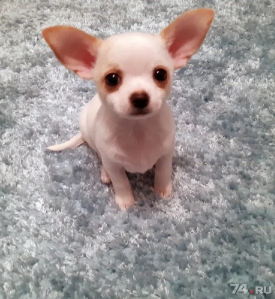 regalo cucciolo regalo cuccioli di chihuahua