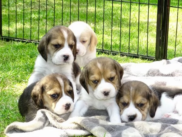 regalo beagle meravigliosi..