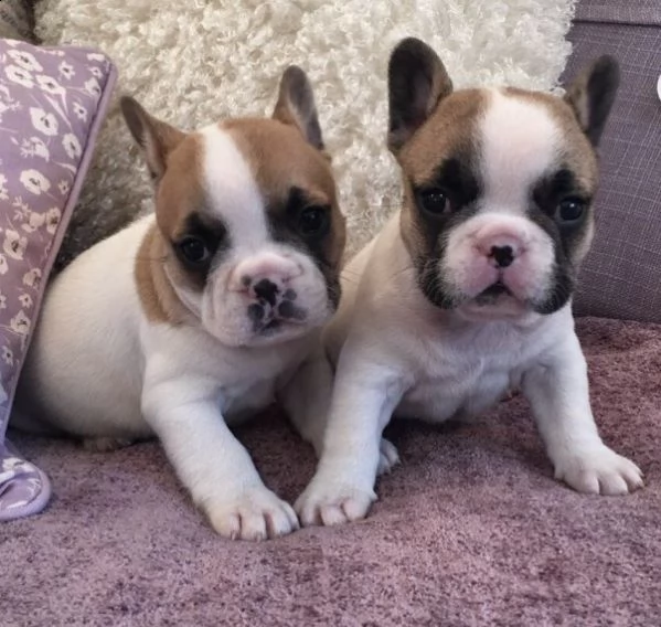 regalo cuccioli di bulldog francese...,