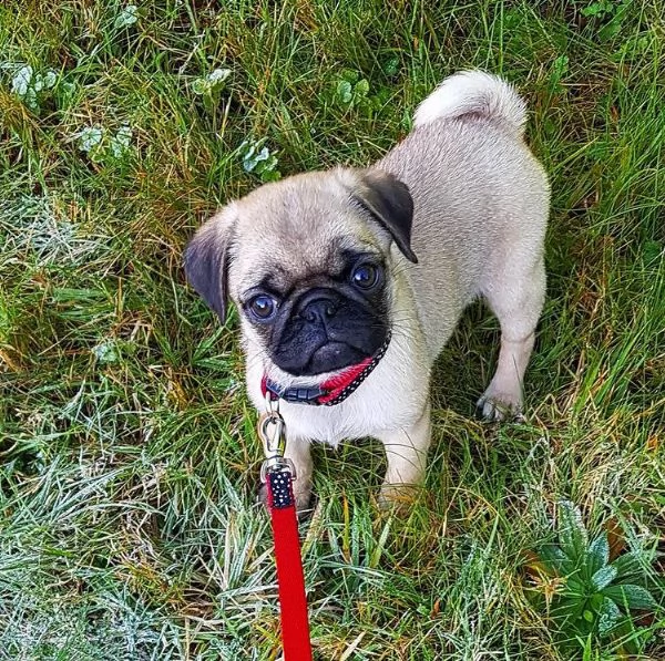 simpatico regalo di cuccioli di carlino