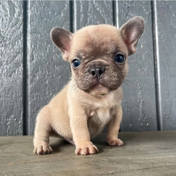 tyuy regalo cucciolo bulldog francese