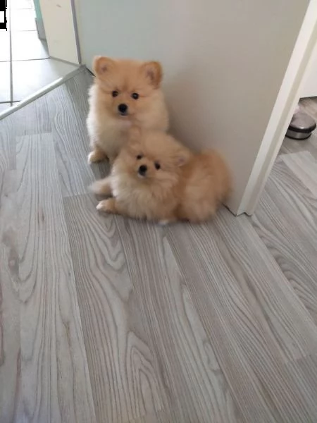 cuccioli di razza pomerania