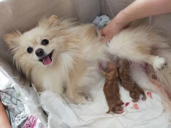 cuccioli di razza pomerania | Foto 0