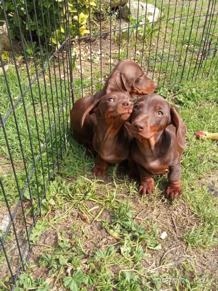 Bassottini con manto cioccolato | Foto 18