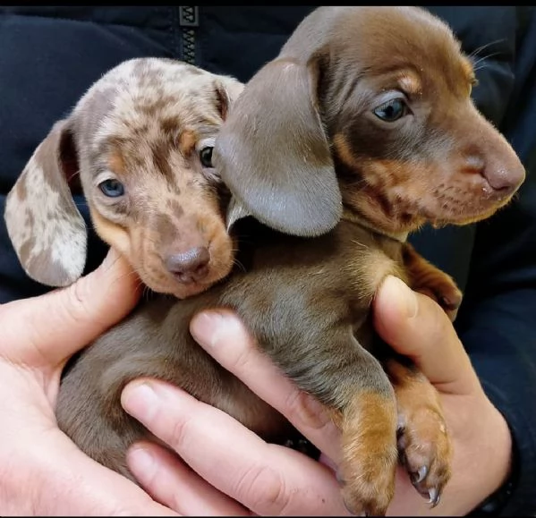 Bassotti maschi disponibili | Foto 5