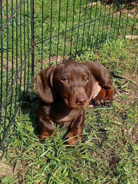 Bassottini con manto cioccolato