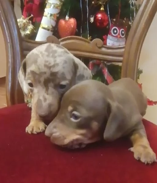 Bassotti disponibili  | Foto 1