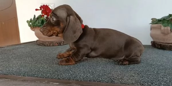 Bassotti con Pedigree  | Foto 11