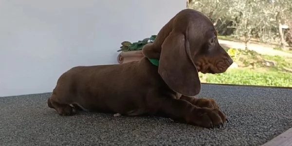 Bassotti con Pedigree 