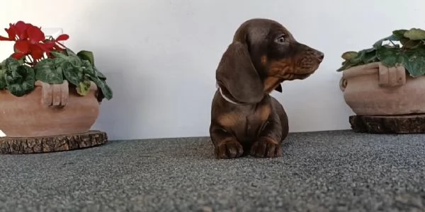 Bassotti con Pedigree  | Foto 8