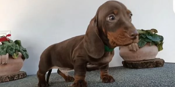 Bassotti con Pedigree  | Foto 7