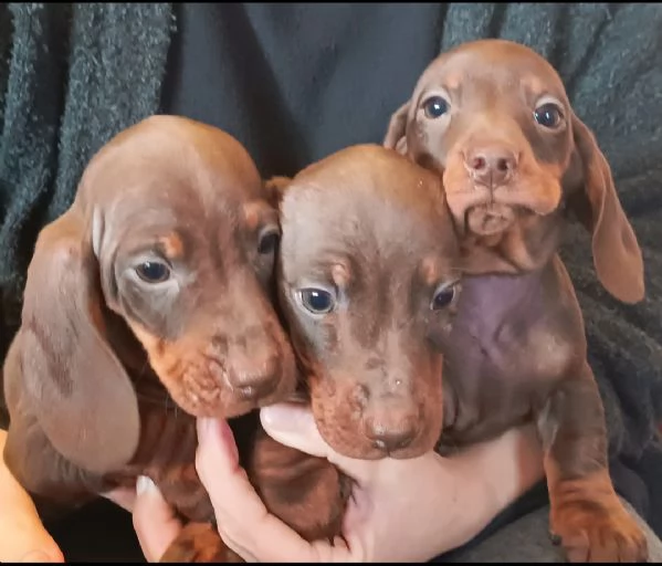 Bassotti maschi disponibili | Foto 2