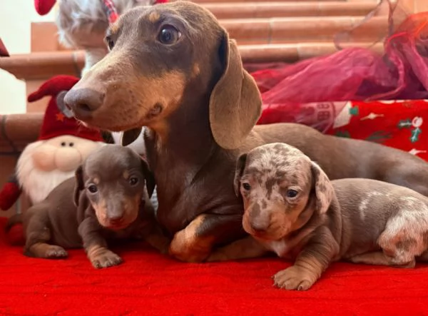 Bassotti disponibili 