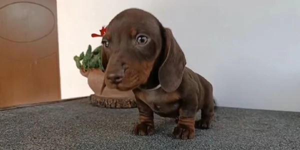 Bassotti con Pedigree  | Foto 4