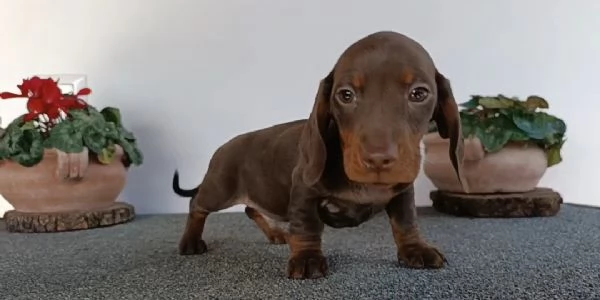 Bassotti con Pedigree  | Foto 3