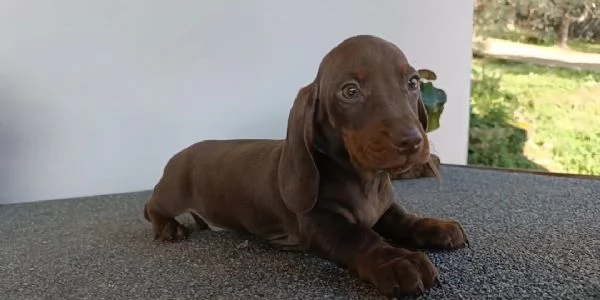 Bassotti con Pedigree  | Foto 2