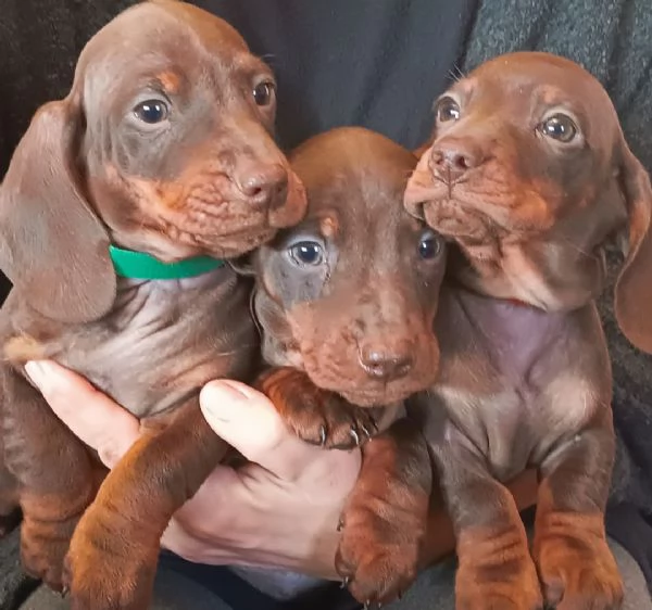 Bassotti maschi disponibili | Foto 0