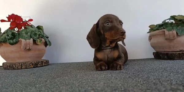 Bassotti con Pedigree  | Foto 0