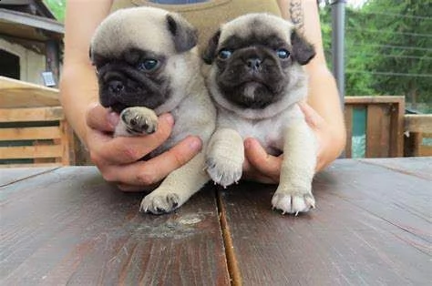 cuccioli di carlino