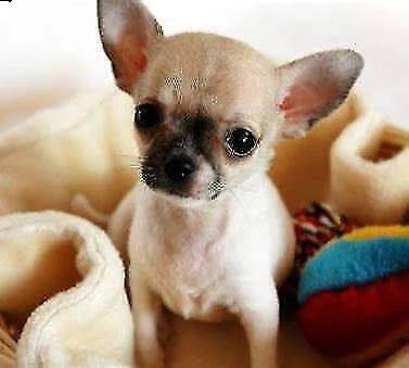  piccolo chihuahua 