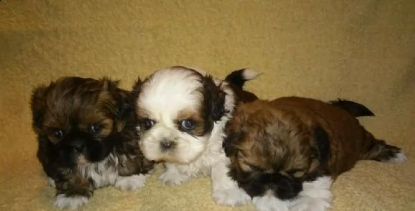 cuccioletti di shitzu misto maltesi