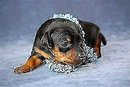 cucciolotti di pincher toy, di 90