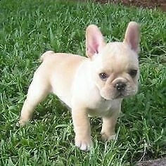 bulldog francese cuccioli minii 
